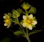 Drymocallis glandulosa 18-9387